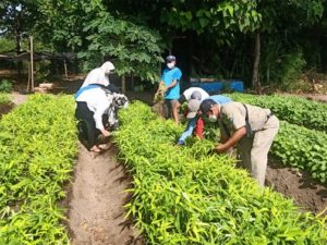Petani Kepulauan Seribu Panen Sayuran di Lahan Kecil