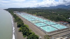 KKP Manfaatkan Teknologi Tambak Milenial Dorong Budi Daya Udang