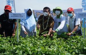 Bunga Melati dari Tegal, Aromanya Tercium hingga Negeri Jiran