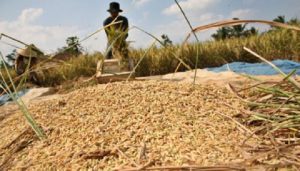 Gerakkan Serap Gabah Petani Antisipasi Panen Raya