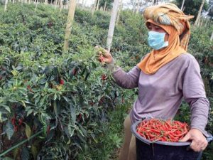 Petani Milenial Cilacap Lawan Tengkulak, Potong Rantai Tata Niaga Cabai
