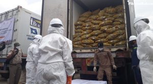 Tidak Penuhi Syarat Karantina, 108 Ton Jahe Impor Dimusnahkan