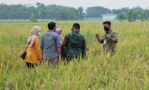 Panen Raya, Jombang Produksi 25 Ribu Ton Gabah