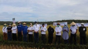 Korporasi Petani Intani-Tanihub Gelar Panen Raya di Ujung Genteng