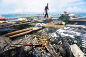 TNI AL Berhasil Gagalkan Belasan Kasus Penyelundupan Benih Lobster Bersama KKP