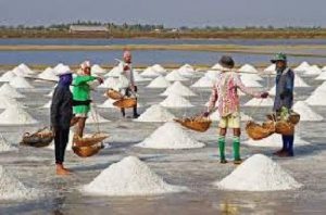 Pemerintah Akan Bangun Sentra Industri Garam Nasional di NTT
