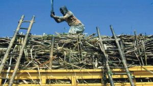 CIPS Minta Pemerintah Tingkatkan Daya Saing Industri Gula Nasional