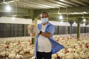Sekolah Vokasi IPB Panen Perdana 10 Ribu Ekor Ayam