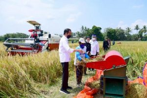 Jokowi Saksikan Panen Raya Padi di Malang