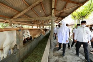 SMS Pisan, Jurus Baru Banyuwangi Dongkrak Produktivitas Sapi