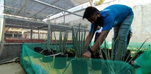 Kementan Bersama EPIS Korea Kembangkan Smart Farming di Indonesia