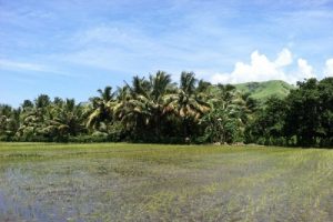 Banyak Potensi Ekonomi, Reroroja Berjuang Jadi Kampung Reforma Agraria.