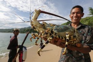 Dekan FKIP Unpad : Terapkan Manajemen Keberlanjutan, Lobster Jadi Penunjang Ekonomi Nasional