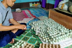 Berbasis Korporasi, Peternak Itik Food Estate Kalteng Petik Hasil Mengembirakan