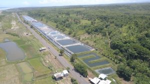 Panen Perdana Rp2 Miliar, Tambak Udang Berkelanjutan Pesisir Cianjur Dorong Ekonomi Rakyat