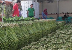 Indonesia Ekspor Tanaman Hias Rp2,3 Triliun ke Enam Negara