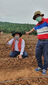 IPB University Kembangkan Budi Daya Singkong dengan Teknologi