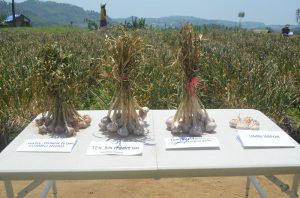 Petani Milenial Boyolali Budidayakan Bawang Putih Varietas Tawangmanggu Baru