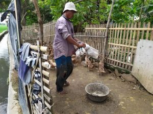 Salurkan 1.070 Bebek Petelur, Kopsyah BMI Berdayakan Anggota Jadi Peternak