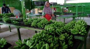 Dongkrak Ekspor, Kementan Dorong Pengembangan Kampung Pisang