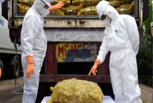 Anomali Jahe, Produksi Surplus tapi Impor Jalan Terus