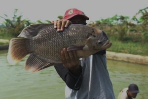 Limapuluh Kota Kembangkan Budi Daya Gurame