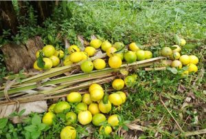 Jeruk Asing Diimpor, Jeruk Lembang Membusuk di Kebun