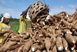 Pasca-Brexit, Konsesi Akses Pasar Singkong ke Uni Eropa Aman