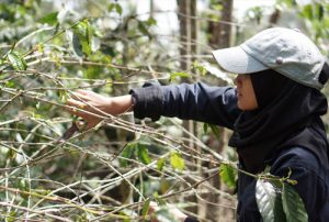 Petani Kopi Masa Kini di Kaki Gunung Manglayang