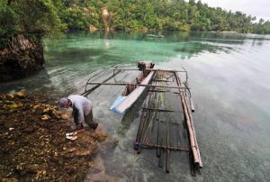 Suku Banggai, Puak Maritim Tunggal di Sulawesi Tengah