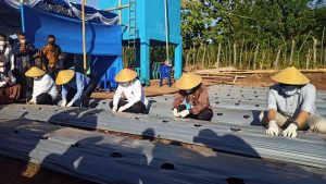 Menkop Teten Tanam Perdana Cabai dan Tomat  Kopdit Pintu Air.