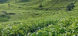 Neraca Perdagangan Indonesia April 2020 Surplus 2,19 Miliar Dolar AS