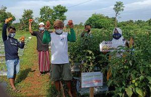 PHE WMO Dorong Pengembangan Pertanian Organik di Bangkalan
