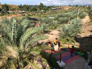 Ada Kebun Kurma 500 Hektar di Aceh Besar