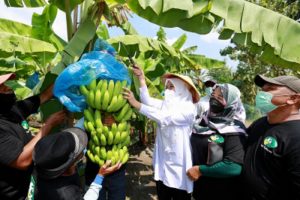 Pemkab Banyuwangi Pacu Pengembangan Pisang Cavendish