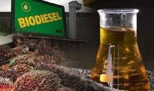 Kebijakan Biodisel Belum Banyak Dirasakan Petani Sawit