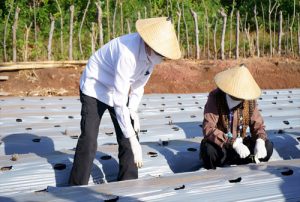 Didukung Teknologi Digital, Kopdit Pintu Air Kembangkan Usaha Hortikultura