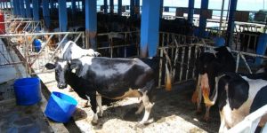 Lamongan Dongkrak Produksi Daging Sapi Lewat Belgian Blue