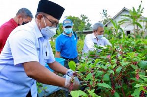 Banyuwangi Panen Perdana Ginseng Merah