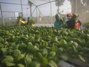 Petani Hidroponik Sukorame Panen Sayur, Ditunggu Konsumen Makanan Sehat