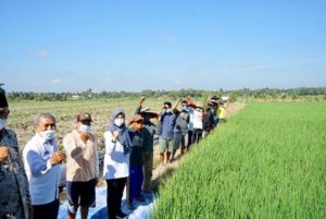 Pas Kontan, Cara Banyuwangi Bantu Petani