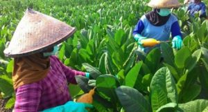 Tujuh Ribu Pekerja Industri Tembakau Terancam PHK