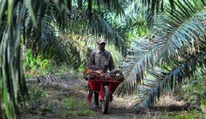 Tata Kelola Perkebunan Masih Menempatkan Petani Sawit sebagai Objek