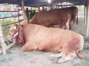 Berkurban, Ketaatan Menuju Takwa