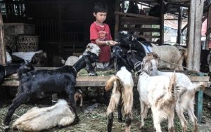 Penjualan Hewan Kurban 2024 Sepi Pembeli