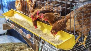 Harga Pakan Ternak Tinggi, Perlu Solusi Menyelamatkan Peternak Unggas
