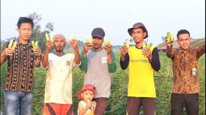 Petani Binaan Kopsyah BMI Panen 302 Kilogram Mentimun