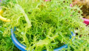 KKP Serius Garap Komoditas Rumput Laut