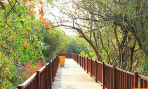 6 Tujuan Wisata Hutan Mangrove Di Pulau Jawa