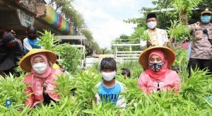 KWT Hijau Daun Buktikan Lahan Kolong Tol Jadi Produktif